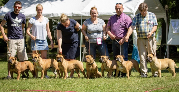 Continental Bulldog Kennel Margeta's