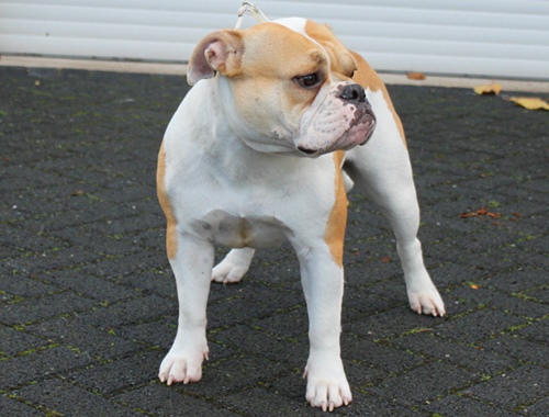 Continental Bulldog J. Champion Oriella Jgd. Champion Margeta's Oriella