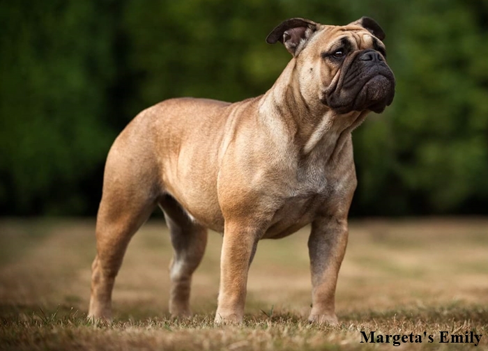 Continental Bulldog Margeta's Emily