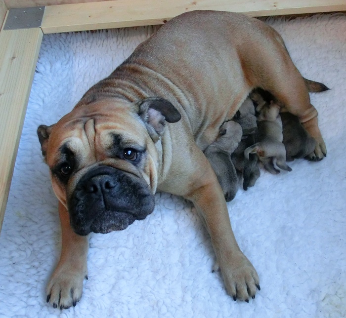Continental Bulldog Emily Continental Bulldog Margeta's Emily