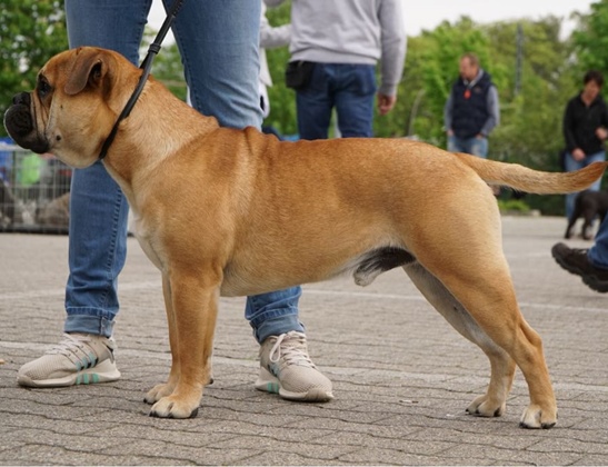 Continental Bulldog Erikson