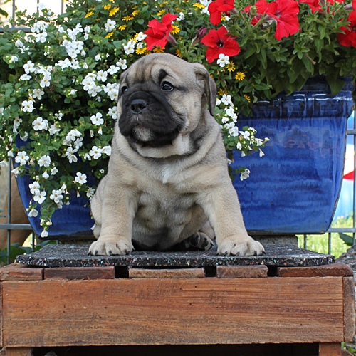Continental Bulldog Hündin / Female Continental Bulldog