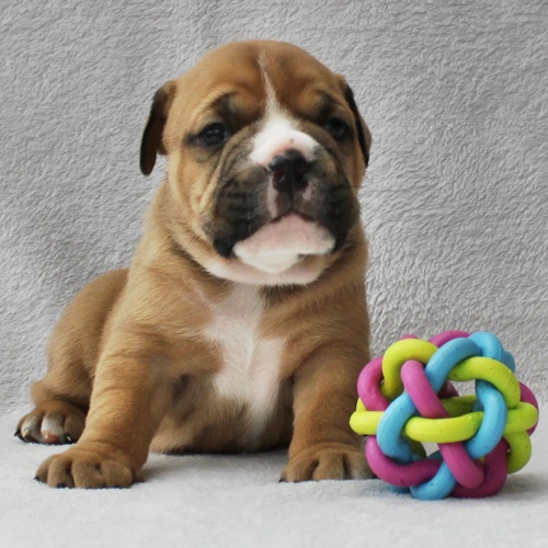 Continental Bulldog Hündin No.1