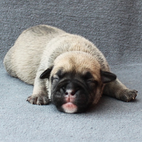 Continental Bulldog Hündin / Female Continental Bulldog