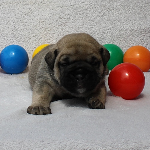 Continental Bulldog Hündin / Female Continental Bulldog