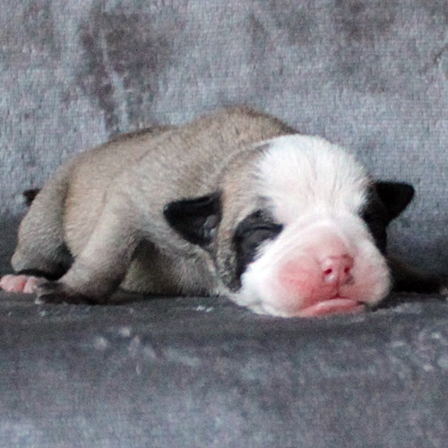 Continental Bulldog Hündin / Female Continental Bulldog