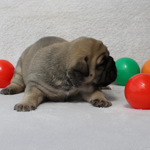 Continental Bulldog Hündin / Female Continental Bulldog