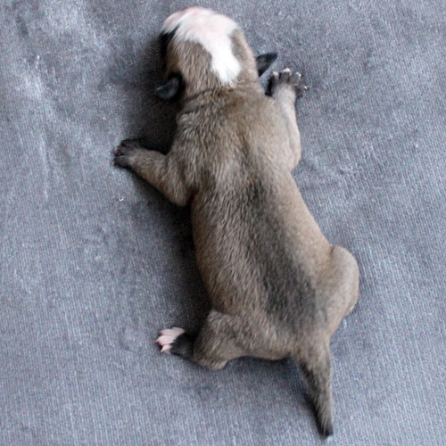 Continental Bulldog Hündin / Female Continental Bulldog