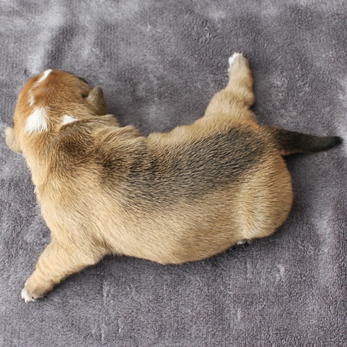 Continental Bulldog Hündin No.1