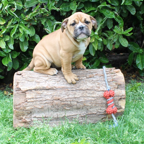 Continental Bulldog Hündin Iva