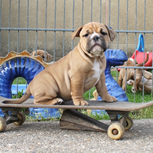 Continental Bulldog Hündin Iva
