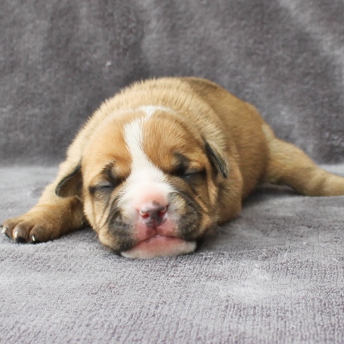 Continental Bulldog Hündin No.1