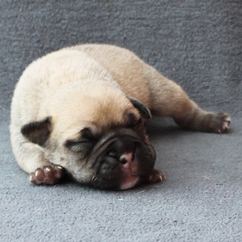 Continental Bulldog Hündin / Female Continental Bulldog