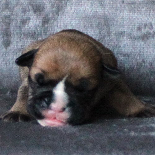 Continental Bulldog Hündin / Female Continental Bulldog