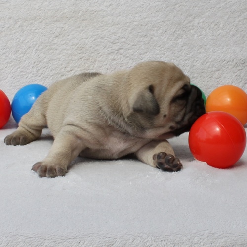 Continental Bulldog Hündin / Female Continental Bulldog