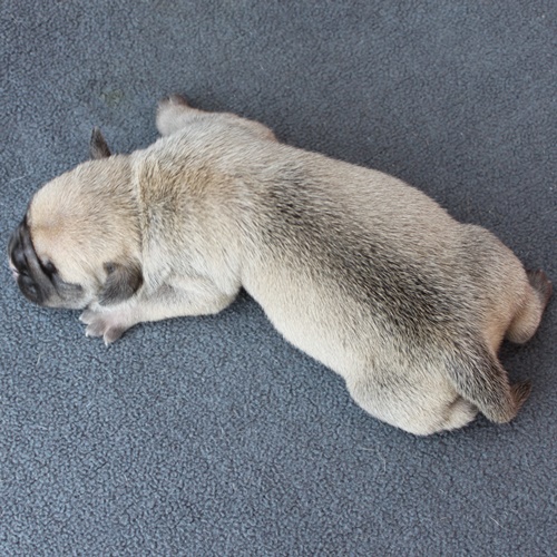 Continental Bulldog Hündin / Female Continental Bulldog