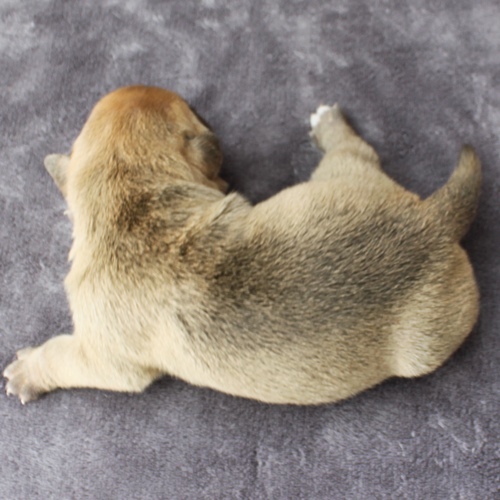 Continental Bulldog Hündin No.2