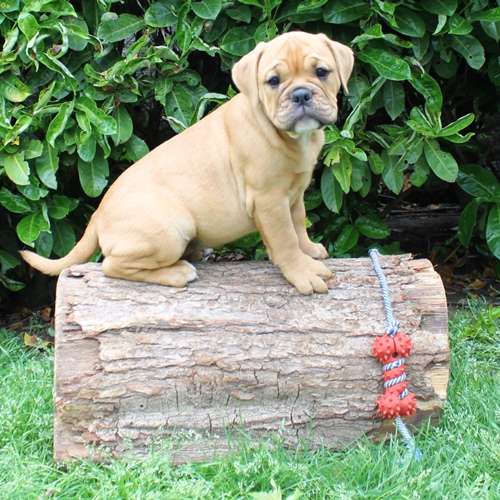 Continental Bulldog Hündin Isabella