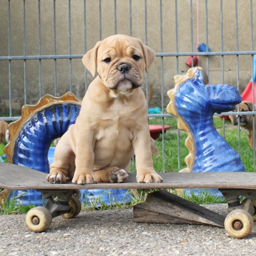 Continental Bulldog Hündin Isabella