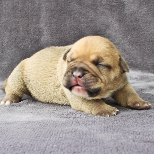 Continental Bulldog Hündin No.2