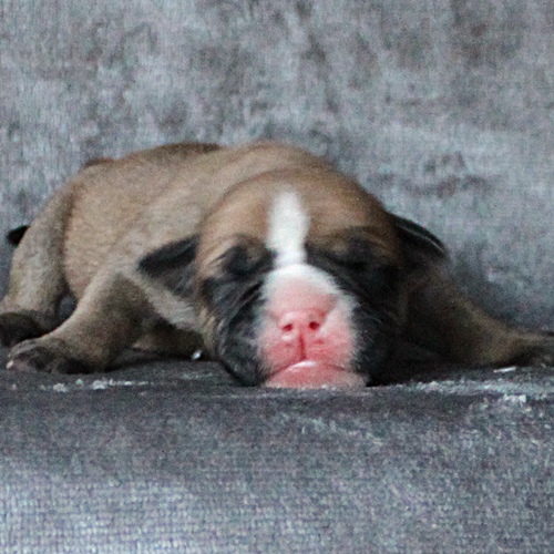 Continental Bulldog Hündin / Female Continental Bulldog