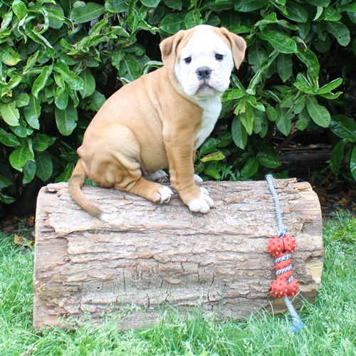 Continental Bulldog Hündin Icy Tilda