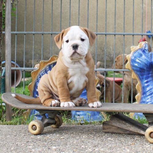 Continental Bulldog Hündin Icy Tilda