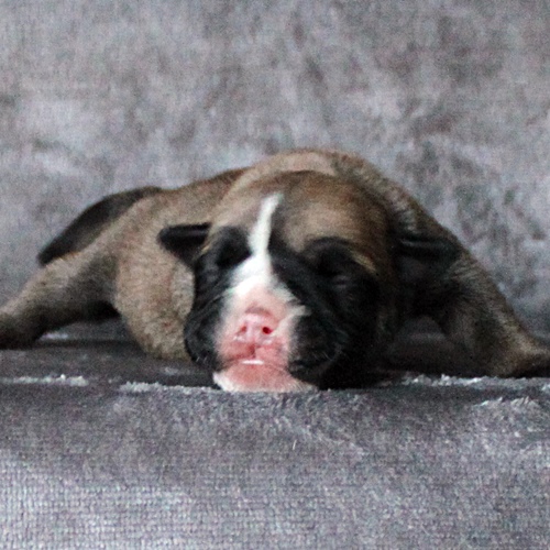 Continental Bulldog Hündin / Female Continental Bulldog