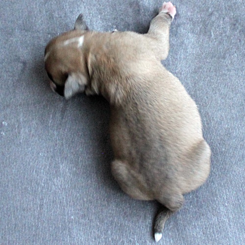 Continental Bulldog Hündin / Female Continental Bulldog