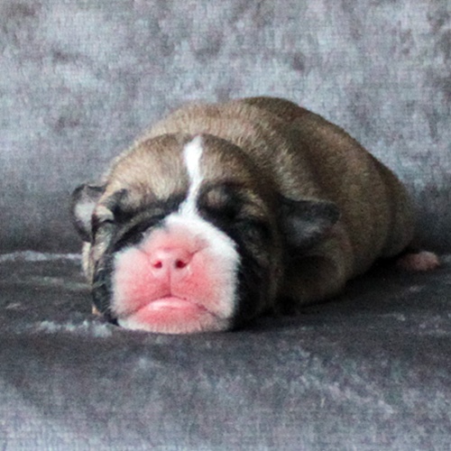 Continental Bulldog Hündin / Female Continental Bulldog