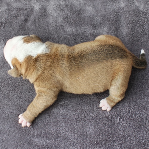 Continental Bulldog Hündin No.3