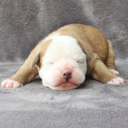Continental Bulldog Hündin No.3