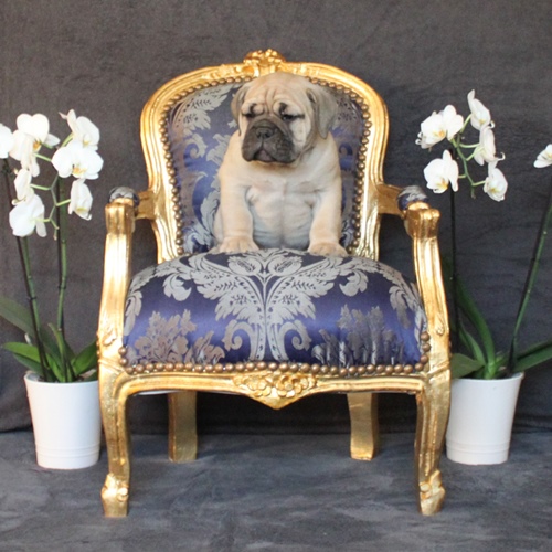 Continental Bulldog Rüde / Male Continental Bulldog