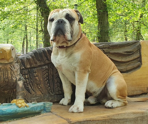 Continental Bulldog James the Lord