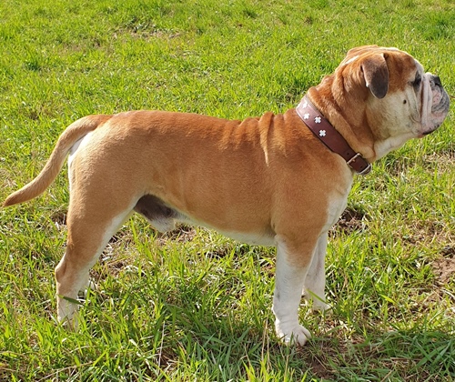 Continental Bulldog Pickwick James the Lord