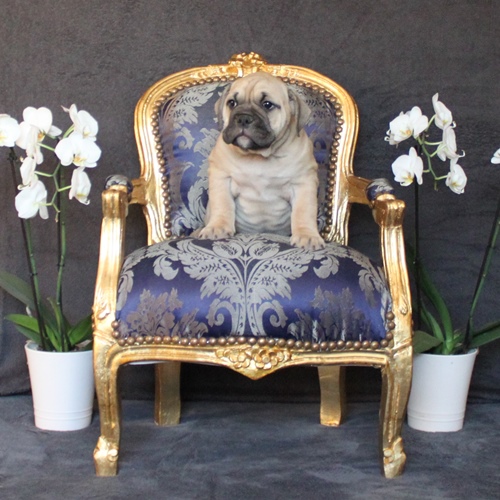 Continental Bulldog Hündin / Female Continental Bulldog