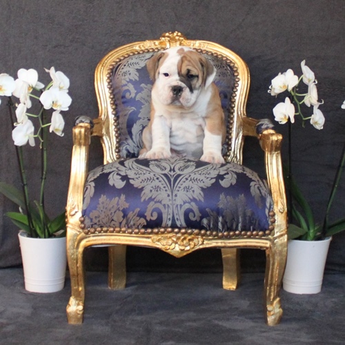 Continental Bulldog Rüde / Male Continental Bulldog