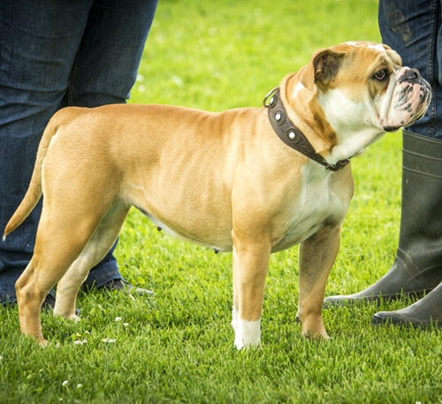 Continental Bulldog Margeta's Kamilla Margeta's Kamilla