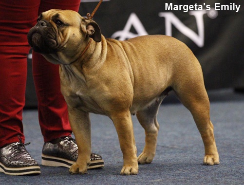 Continental Bulldog J. Champion Emily Jgd. Champion Margeta's Emily