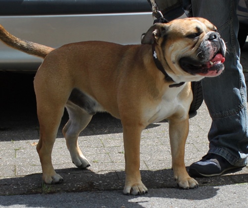Continental Bulldog Margeta's Odiny