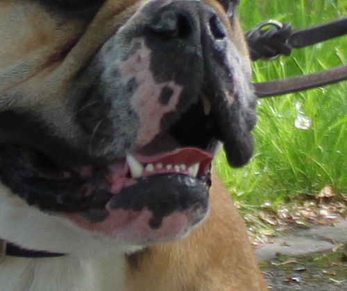 Continental Bulldog Margeta's Odiny