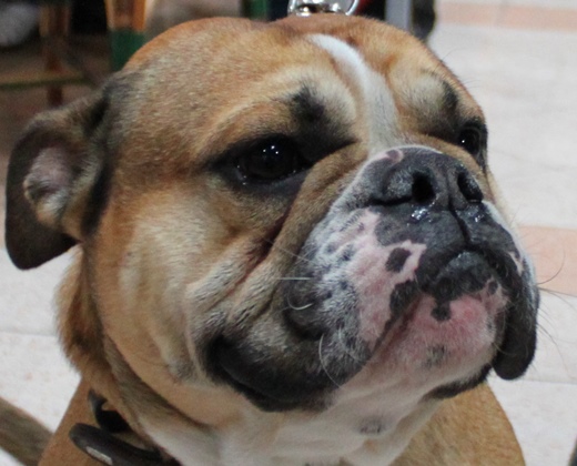 Continental Bulldog Margeta's Odiny