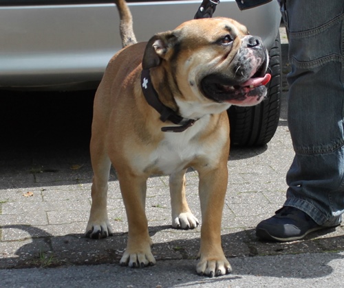 Continental Bulldog Margeta's Odiny