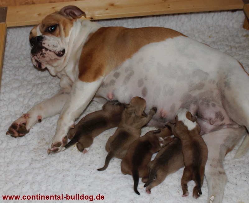 Continental Bulldog Welpen