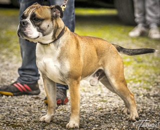 Continental Bulldog Ch. Pickwick Paljas Pickwick Paljas
