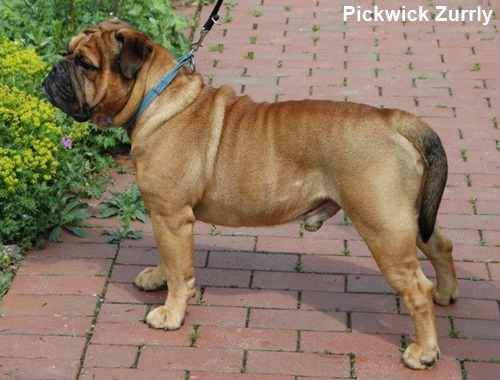 Continental Bulldog Pickwick Zurrly Pickwick Zurrly