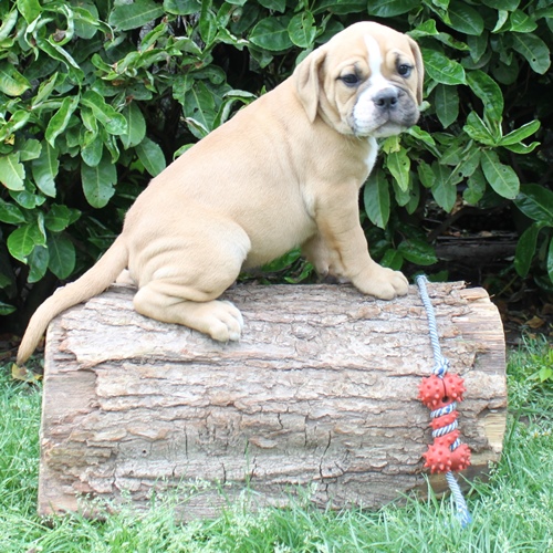 Continental Bulldog Rüde Ison