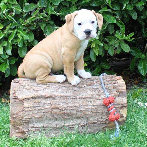 Continental Bulldog Rüde Ilon