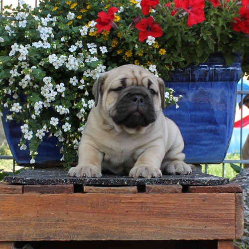Continental Bulldog Rüde / Male Continental Bulldog