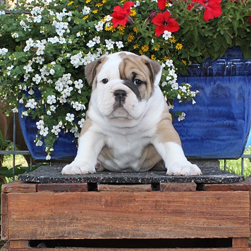 Continental Bulldog Rüde / Male Continental Bulldog